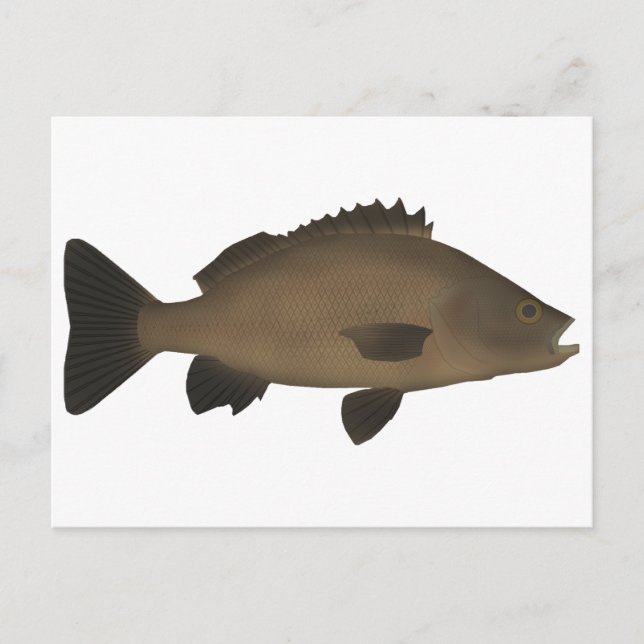 Sooty Grunter Vykort (Framsida)