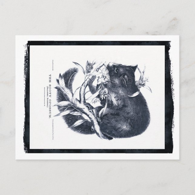 Sooty Opossum Vykort (Framsida)