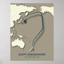Sooty Shearwater Migration Karta - minimalist