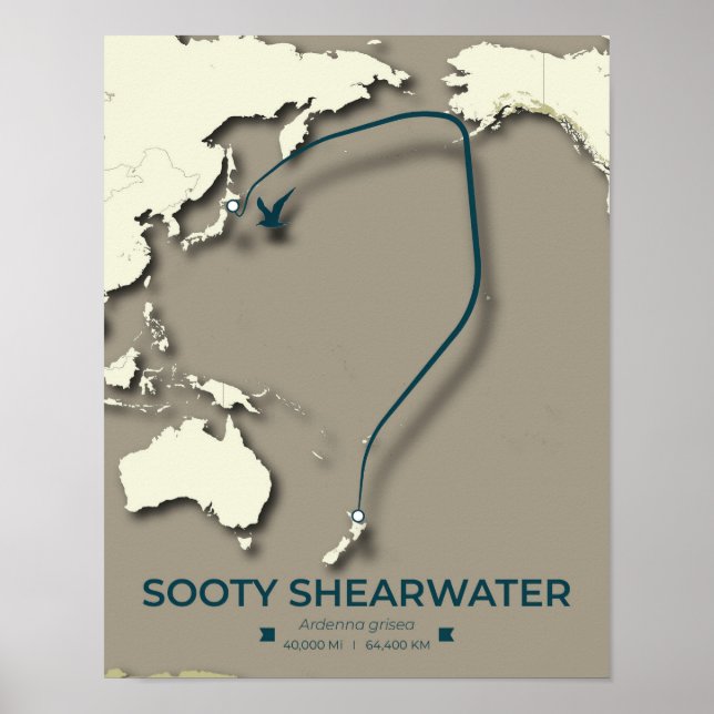 Sooty Shearwater Migration Karta - minimalist Poster (Framsidan)