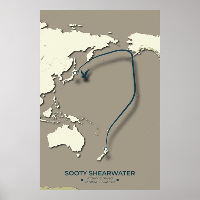 Sooty Shearwater Migration Karta - minimalist Poster (Framsidan)
