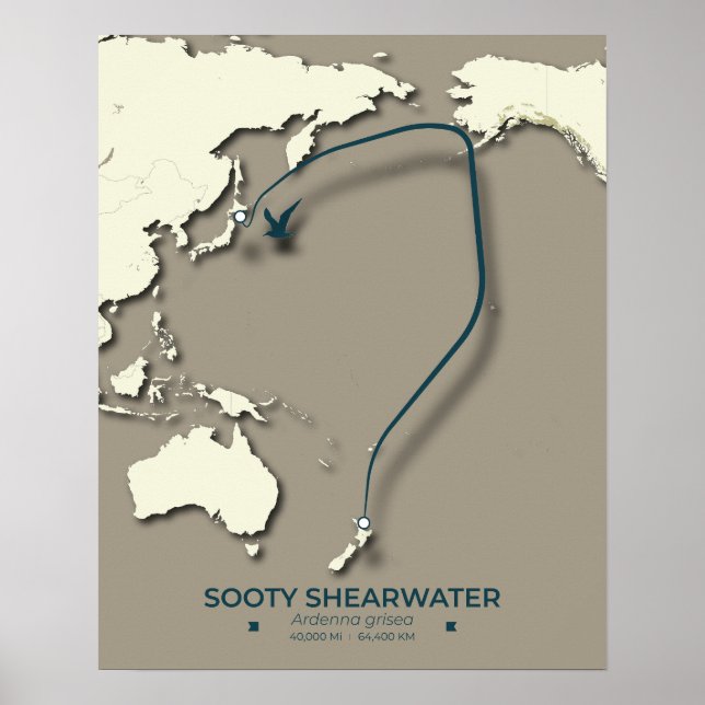Sooty Shearwater Migration Karta - minimalist Poster (Framsidan)