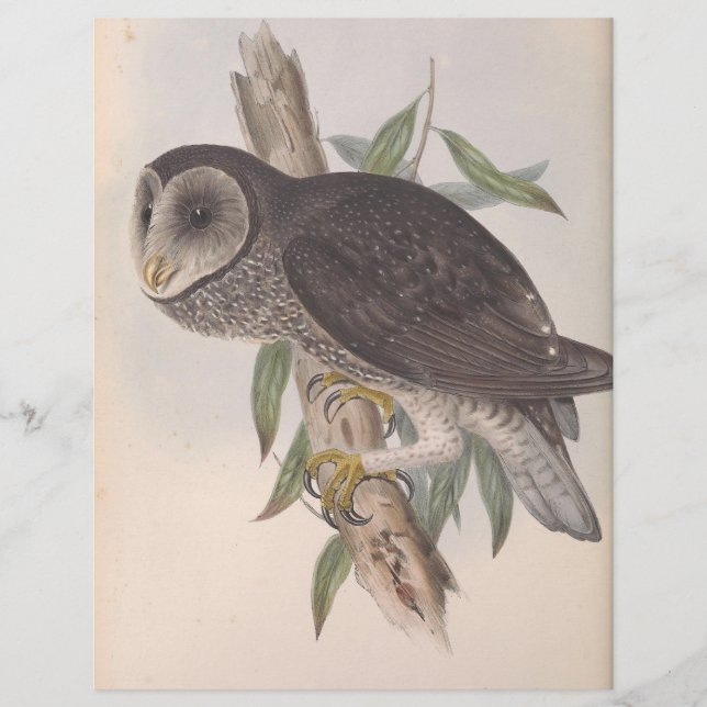 Sooty Uggla (Framsida)
