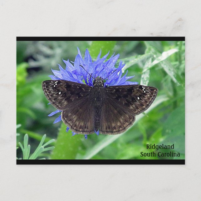 Sootywing på Cornblomma Vykort (Framsida)