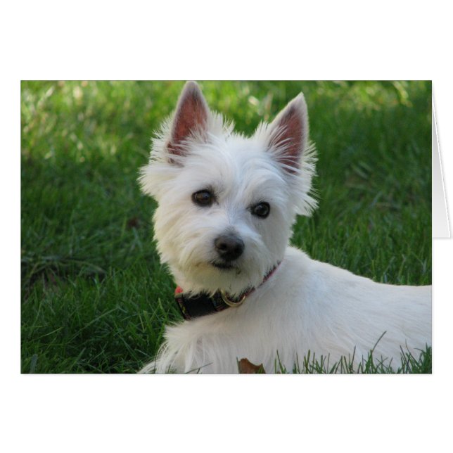 Sophie OBS Kort (Framsidan Horizontal)