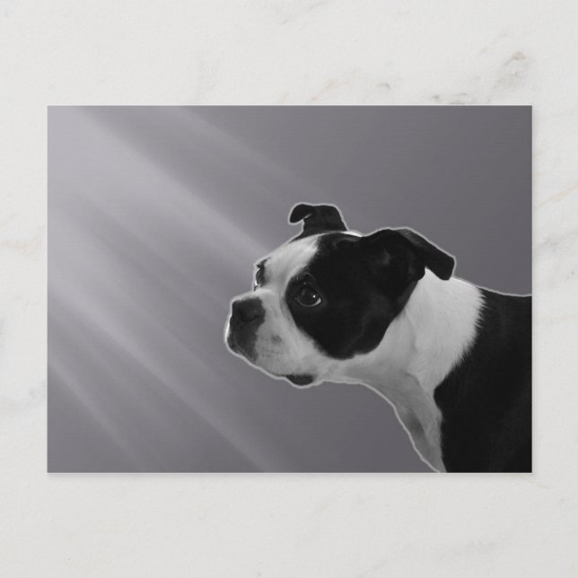 Sophie Postcard Vykort (Framsida)