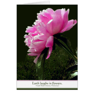 Sorbet Peony Card Hälsningskort