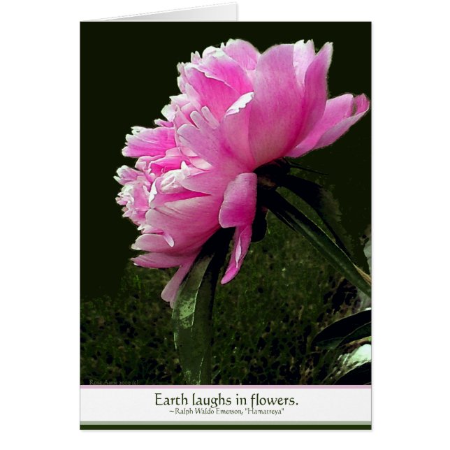 Sorbet Peony Card Hälsningskort (Framsidan)