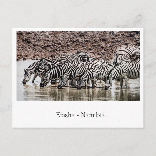Sörde av Zebra med vattenhål i Etosha, Namibia Vykort (Framsida)