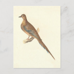 Sorgduva (Carolina Turtle Dove) NY Fåglar Vykort