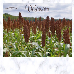 Sorghum Skörd i Delaware Vykort