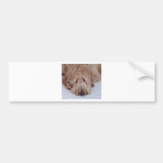 Sorglig, ensam, bedårande och söt GoldenDoodle-val Bildekal