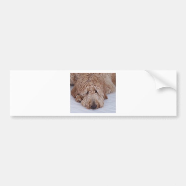 Sorglig, ensam, bedårande och söt GoldenDoodle-val Bildekal (Framsidan)