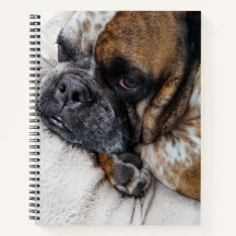 Sorglig Victorian Bulldog Foto 8x11 Anteckningsbok
