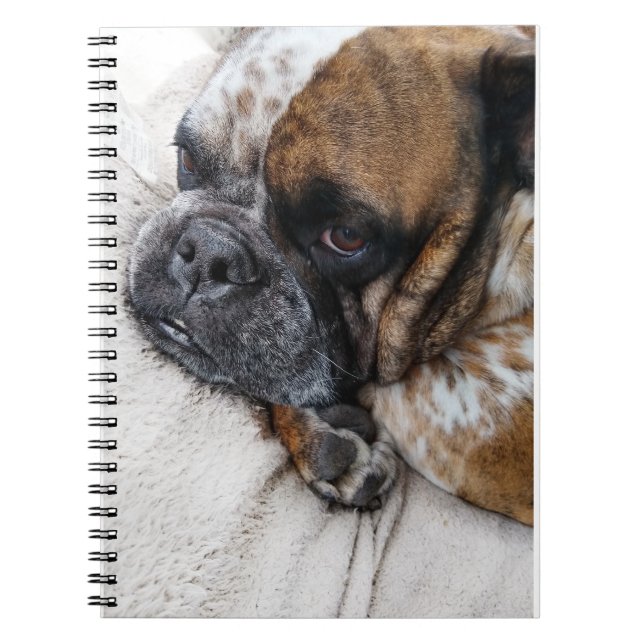Sorglig Victorian Bulldog Foto 9x6 Anteckningsbok (Framsidan)