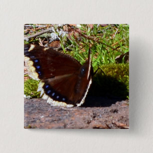 Sorgmantelfjäril Upclose Knapp