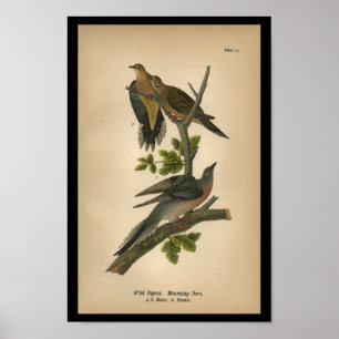 Sörjande duva 1890 för fågeltryck poster