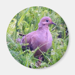 Sörjande duva magnet