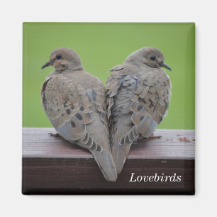 Sörjande duvor magnet