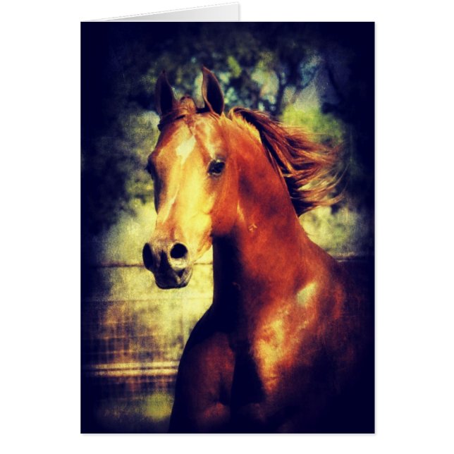Sorrel Arabian Hälsningskort (Framsidan)
