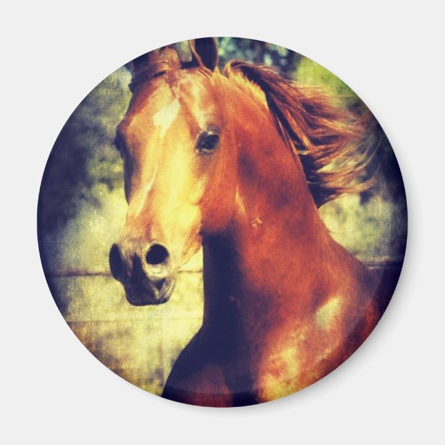 Sorrel Arabian Magnet (Framsidan)