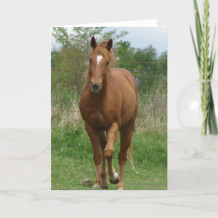 Sorrel Gelding Trots Mot Camera Kort