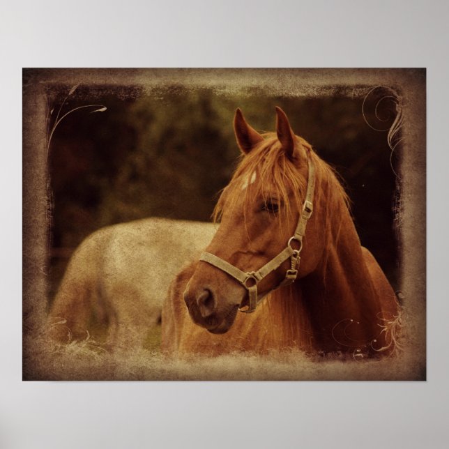 Sorrel Horse Poster (Framsidan)