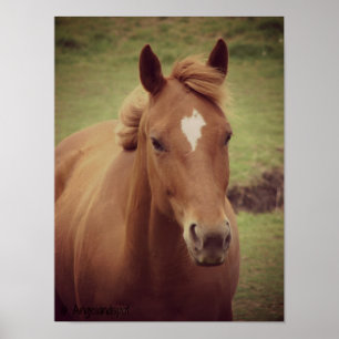 Sorrel Horse Poster
