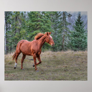 Sorrel Leader Mare Horse-älskare Equine Photo Poster