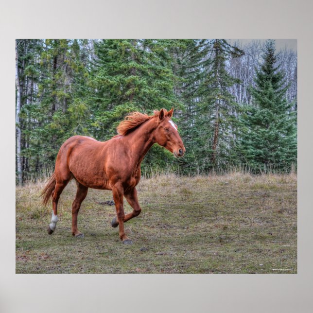 Sorrel Leader Mare Horse-älskare Equine Photo Poster (Framsidan)