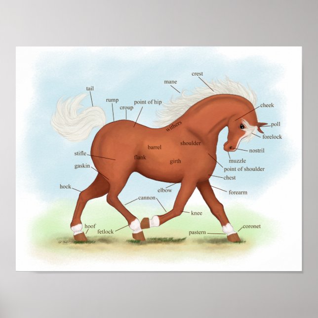 Sorrel med socks & Blaze Horse Anatomy Poster (Framsidan)