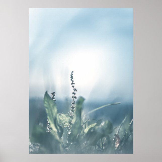 Sorrel Plant Nature Photo Poster (Framsidan)