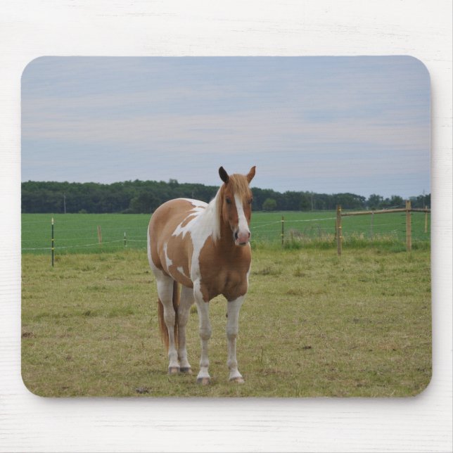 Sorrel Tobiano Paint Horse Musmatta (Framsidan)