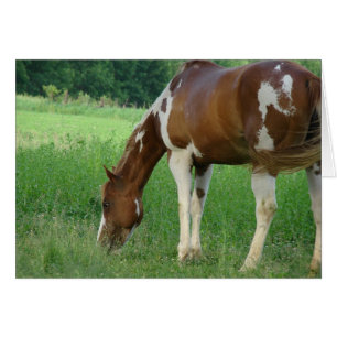 Sorrel Tobiano Paint Mare Hälsningskort