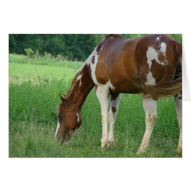 Sorrel Tobiano Paint Mare Hälsningskort (Framsidan Horizontal)
