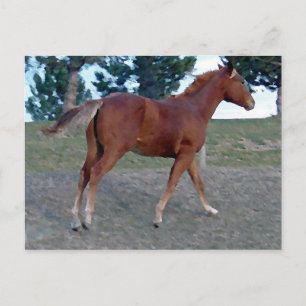 Sorrel Yearling Vykort