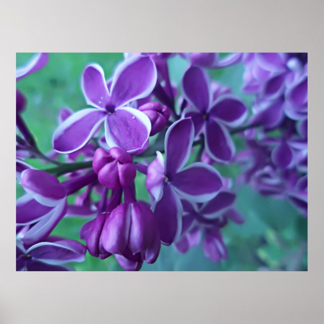 Sort av lilac i färg poster (Framsidan)