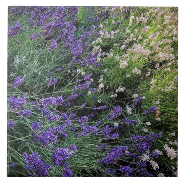 Sort Lavender Kakelplatta (Framsidan)