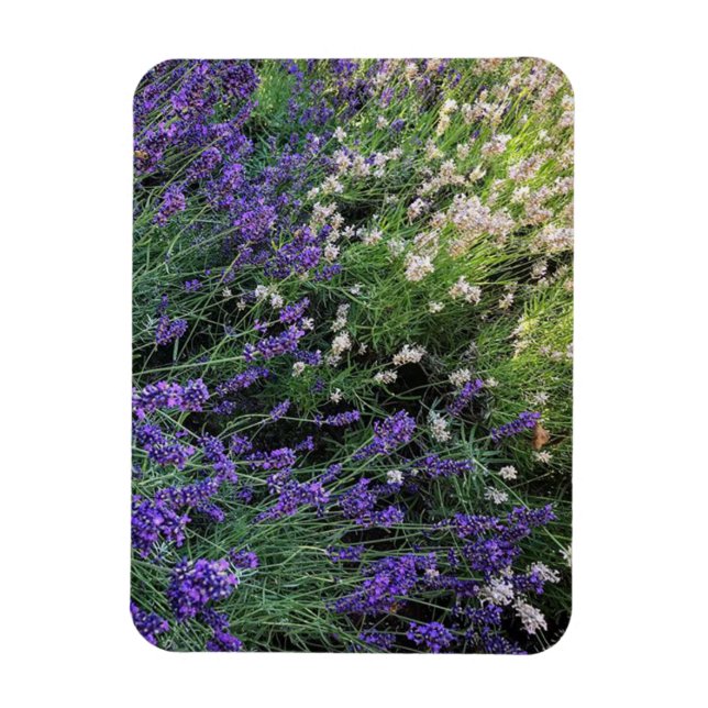 Sort Lavender Magnet (Vertikal)