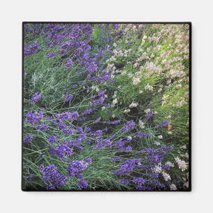 Sort Lavender Magnet