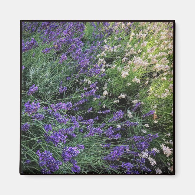 Sort Lavender Magnet (Framsidan)