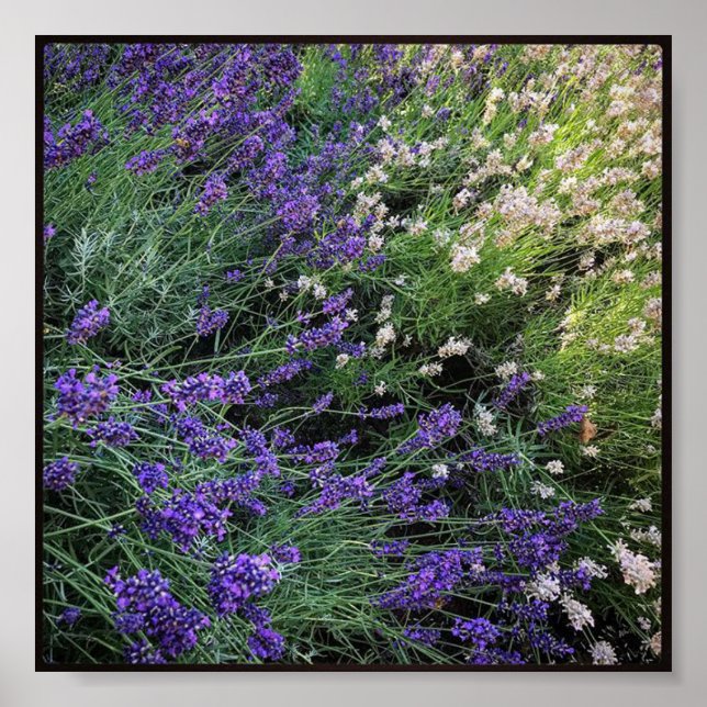 Sort Lavender Poster (Framsidan)