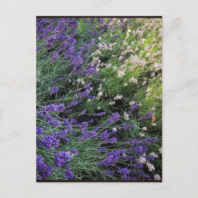 Sort Lavender Vykort (Framsida)