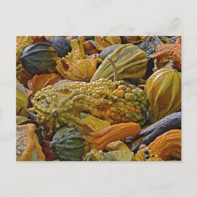 Sort squash vykort (Framsida)
