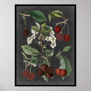 Sorter av fruktodlingar I Poster