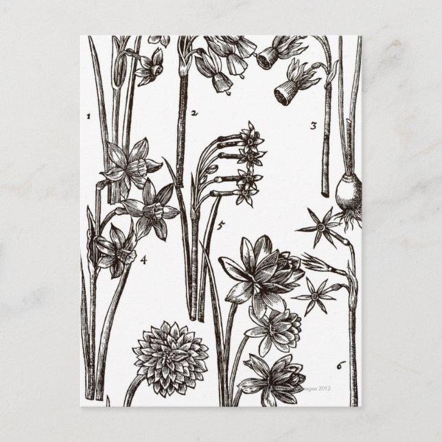 Sorter av Jonquils Vykort (Framsida)