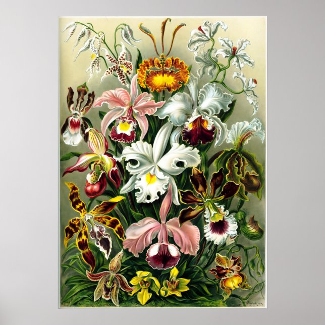 Sorter av Orchids litografisk av Ernst Haeckel Poster (Framsidan)