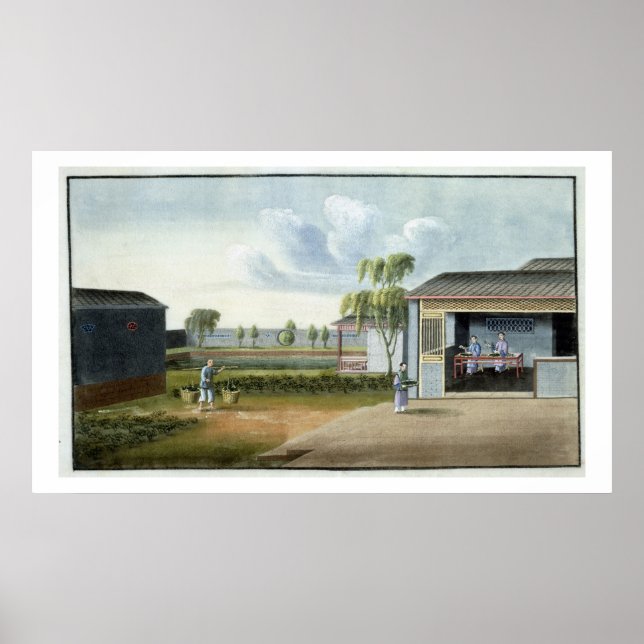 Sortera te (w/c på papper nivå) poster (Framsidan)