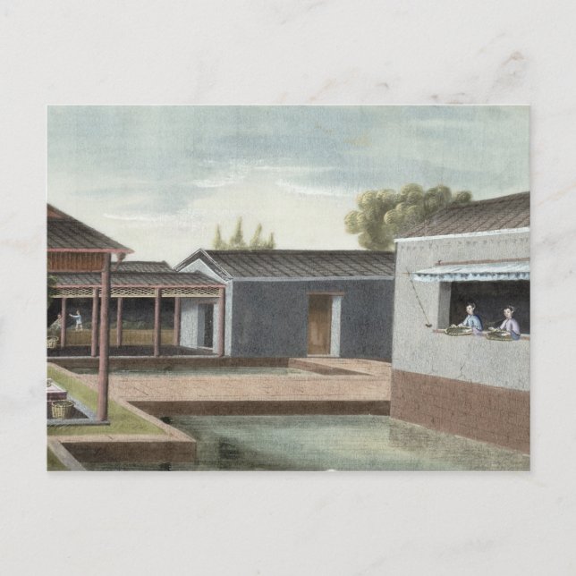 Sortering av te (akvarell på papper) 2 vykort (Framsida)