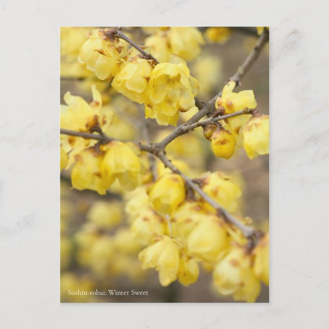Soshin-robai: Vintersöt [vykort] Vykort (Framsida)